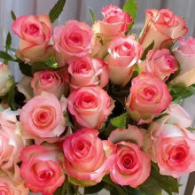 艾莎玫瑰鲜花直发多年生长四季开花多头