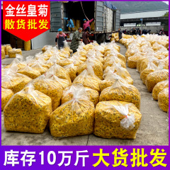 紋章くわ菊茶金糸皇菊大輪一杯黄菊黄山原産地メーカー散品卸売り