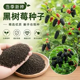 种子;草种子;草坪