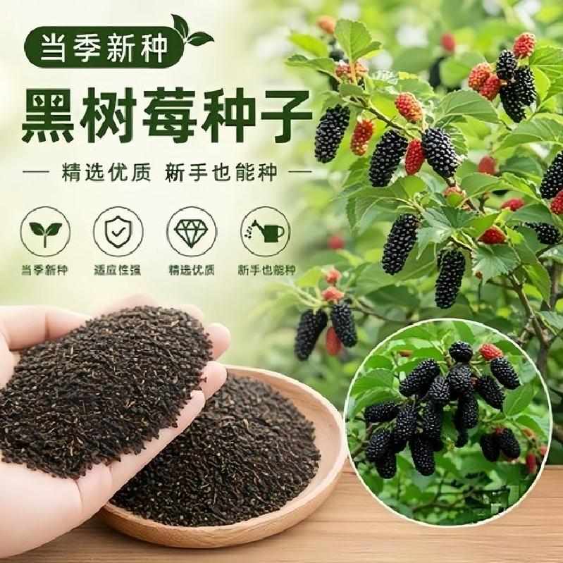 黑树莓种子红树莓覆盆子家庭阳台小院盆栽地栽四季种植黑色悬钩子