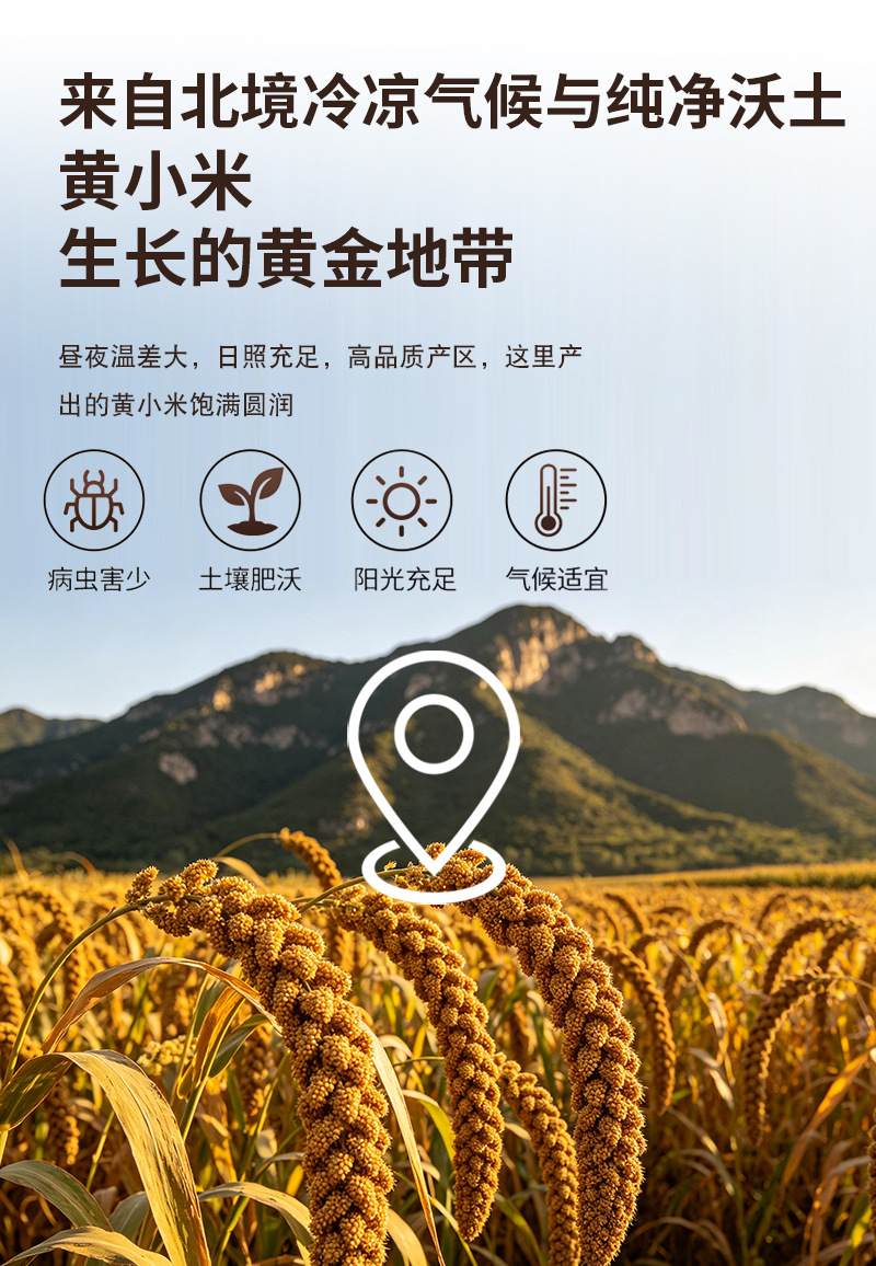 Roasted Yellow Millet Powder 500g Instant Whole Grain Drink Mix Low Temperature Baked preparation