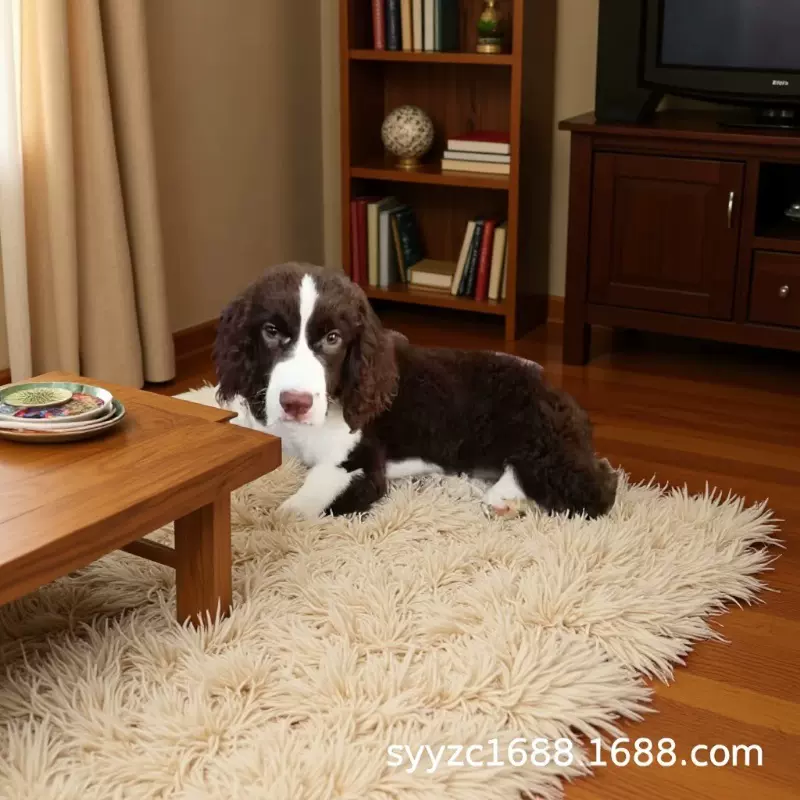 纯种史宾格幼犬活体搜救犬工作犬警犬史宾格犬小狗活体宠物狗狗