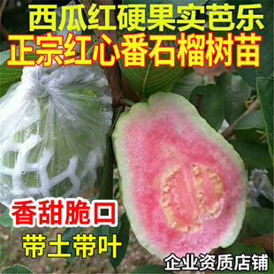 �t�ķ�ʯ��������֬�t���ϰŘ������ļ����~��ʯ����箔��Y��