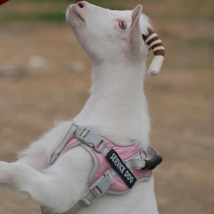 ٪�匙����� ���΅^����@�^�p������ ���w�Bֳ �Ȍ�������С��