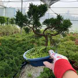 小品原生日本纪州济州真柏盆景盆栽办公室室内室外绿植四季常青