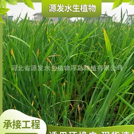 水生植物;其他园林资材