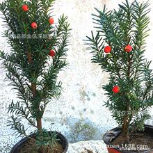 l؁tɼС20-40cm tɼ ՚  ~ɫ