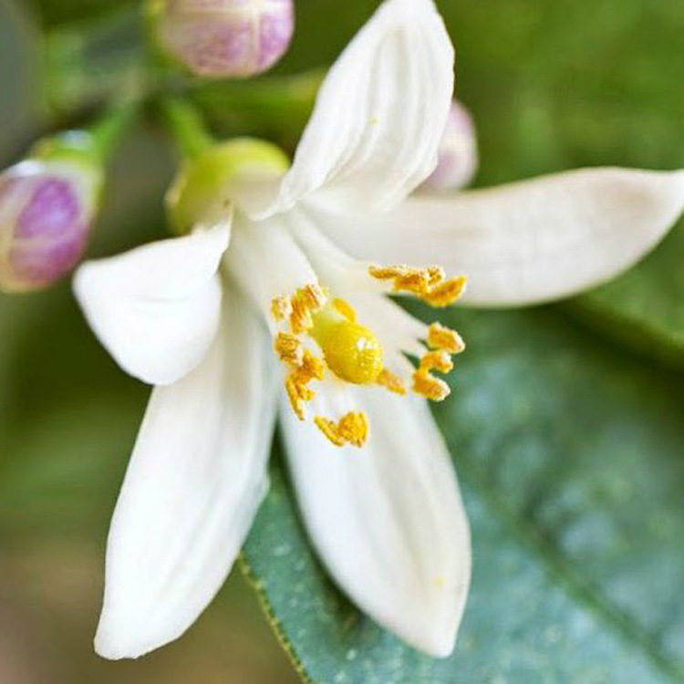 橙花香精，天竺葵香精，迷迭香香精，兰花香精，油性香精