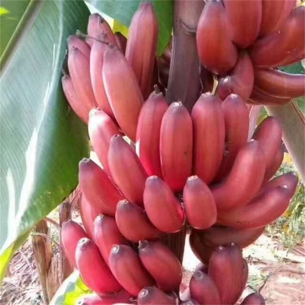 Яблоко Банан Рассада Карлик Банановое дерево Рис Банан Рассада Порошок Банан Император Jiaosai Кунг Банан Рассада Gui Банан № 1 с почвой и листьями