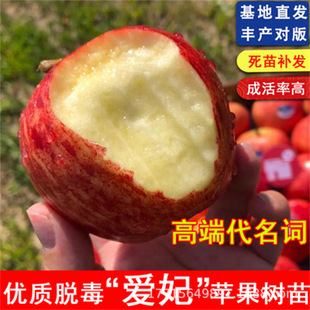 現挖絳雪嫁接蘋果樹果苗南北方種盆栽地栽苗庭院矮化蘋果樹結果苗