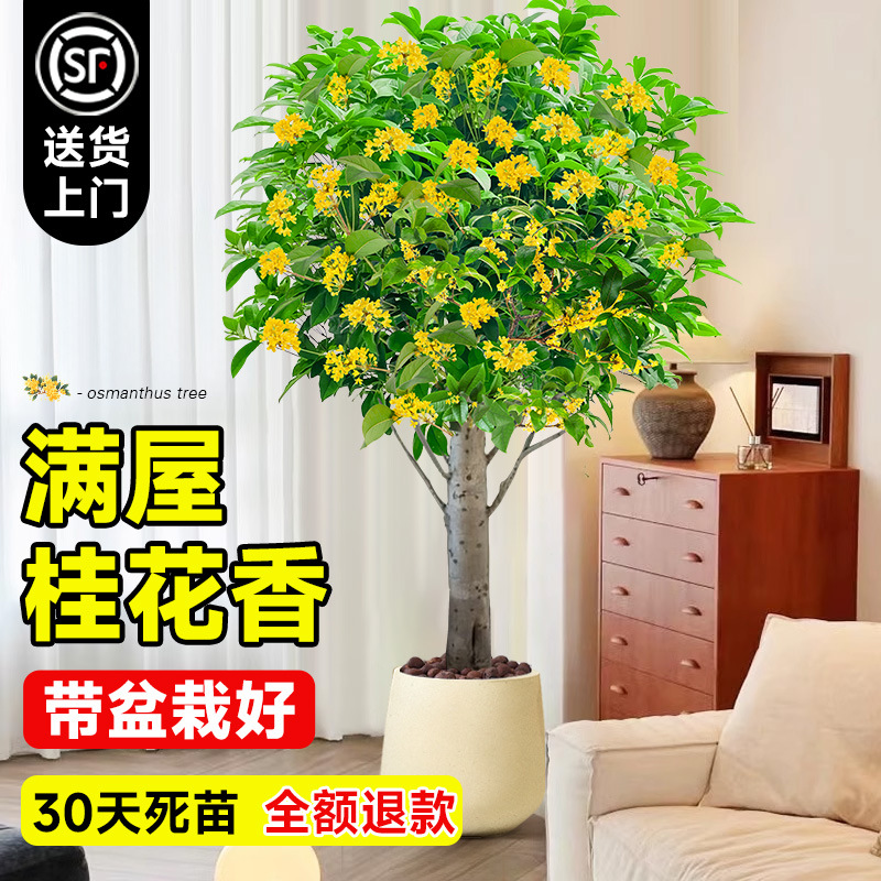 绿植室内大型客厅桂花大盆栽旺宅树花卉植物八月带花四季桂花老桩