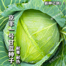 ���Sһ̖���{�N�Ӹ߮a�ﲥ�̨�߲˷N�ݰ��˷N���r�Ҳˈ@���Ĳ���