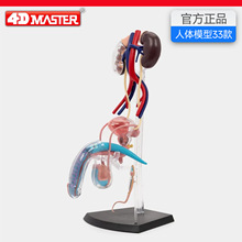 4D Master������ֳϵͳģ������ṹ����ҽѧ���ʽ�ѧչʾ