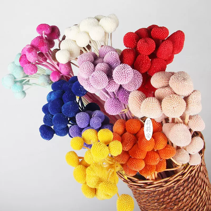黄金球云南干花彩色基地直发家居装饰跨境专供现货批发跨境热销