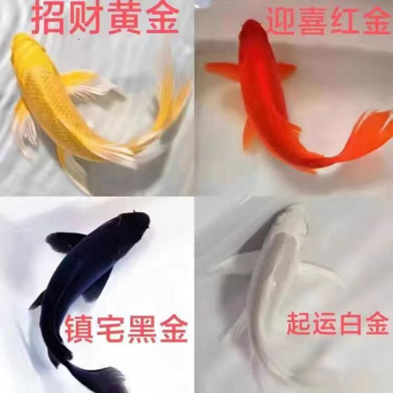観賞魚、黄色の鯉、金魚、活魚、鯉、冷水魚、小型の淡水魚、飼育しやすい、耐久性のある黒鯉|undefined