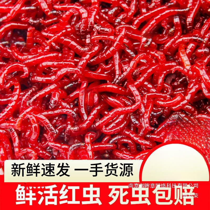 鲜活红虫活饵特大号公虫喂鱼饵拉饵钓鱼蚯蚓天津鲫鱼野钓饵料其它