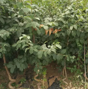 Dropshipping Tassel Seedlings, Tassel Saplings, Tassel Saplings Grafted with Osmanthus Mother Oil Root Saplings, Courtyard Scenery