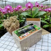 �羳���N�����m�m������ˮֲ̦��1.5����s��̦�\�Q����|�B��