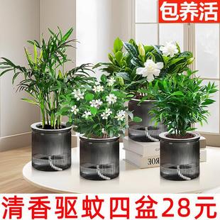 Hydroponic Mosquito Repellent Plant Bamboo Cypress Nine-Mile Fragrant Money Tree Potted Indoor Flower and Green Plant