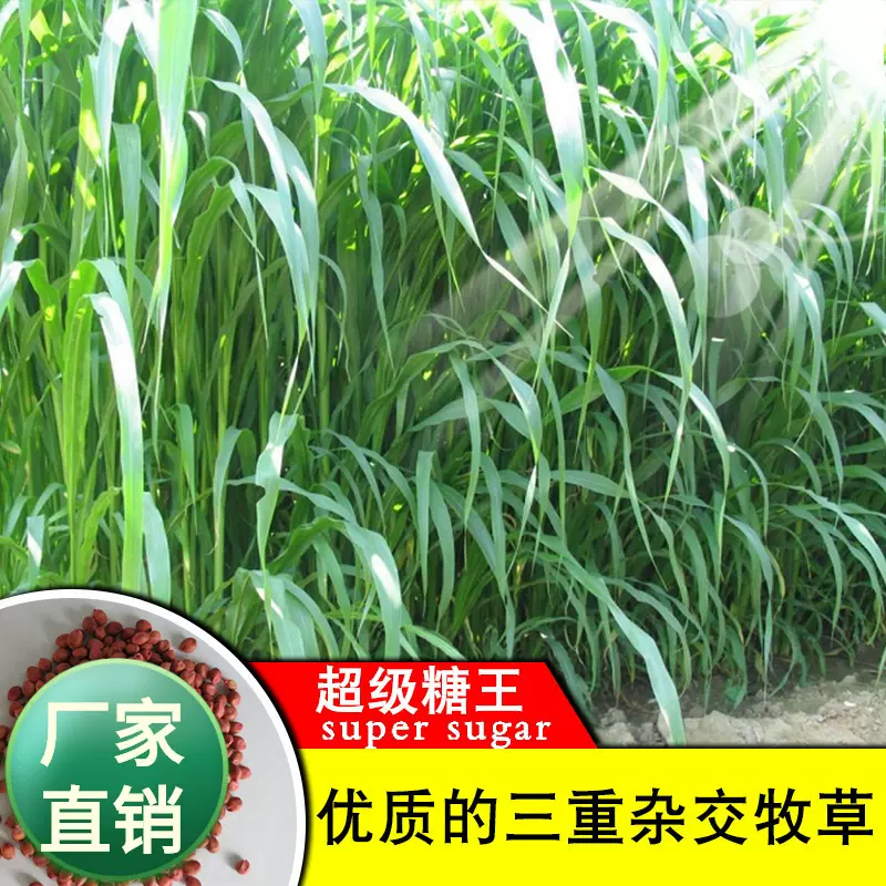 杂交甜高粱高丹草种四季牧草种子草草种籽畜牧牛羊杂交苏丹草
