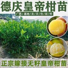 ���ڻʵ۸̘��玧����޽ӹ������Ϸ��Nֲ�V��ؕ��ˮ�����٘���ľ