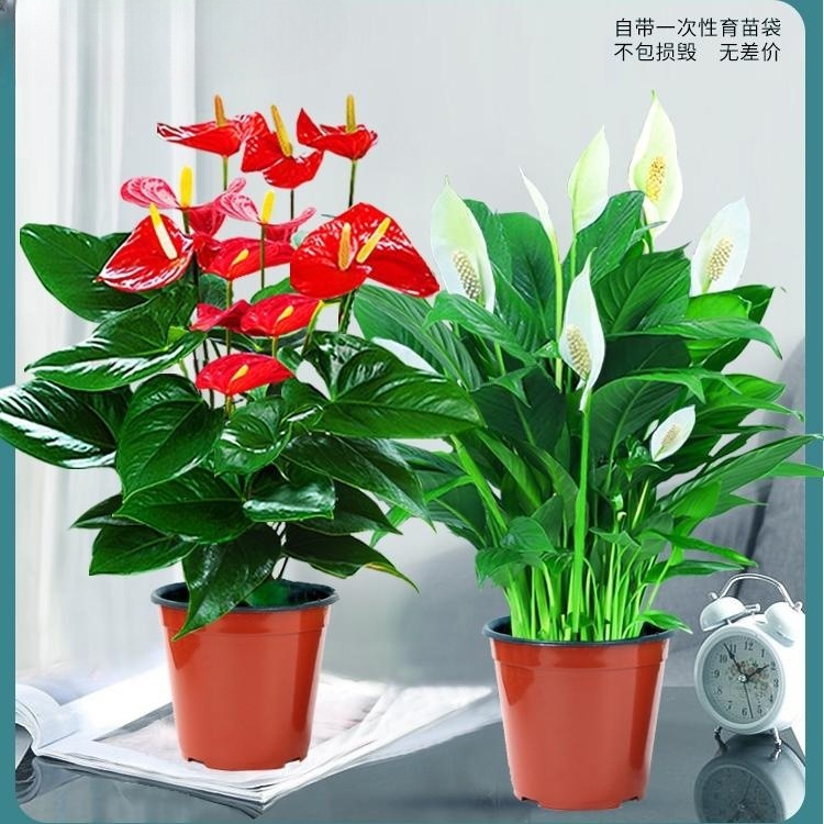 특급 안스리움 + 특급 화이트 팜(오리지널 화분) + 영양액