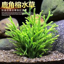 鹿角榕懒人水草植物活体淡水无土耐低温苔藓鱼缸生态瓶雨淋缸造景