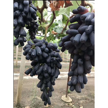 蓝宝石葡萄苗盆栽葡萄树苗巨峰夏黑庭院果树苗当年结果南方北方种