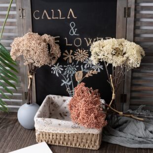 ���й���������滨�S�ҼҾ��b�c������õ�廨���ٻ�INS�羳