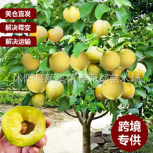 跨境批发美国仓库有货李子树苗李子苗三华李子树苗南北方种植