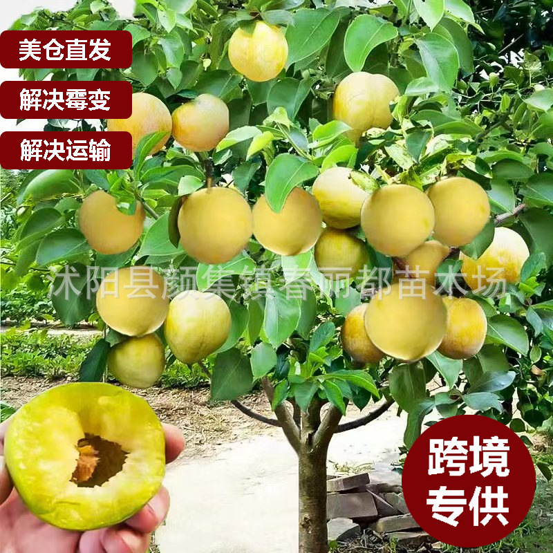 跨境批发美国仓库有货李子树苗李子苗三华李子树苗南北方种植