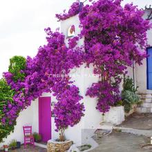 ����÷��������ֲ�ﻨ�ܶ�ɫ�ͺ��ذ��Ϙ�ͥԺ��������÷�ļ��_��