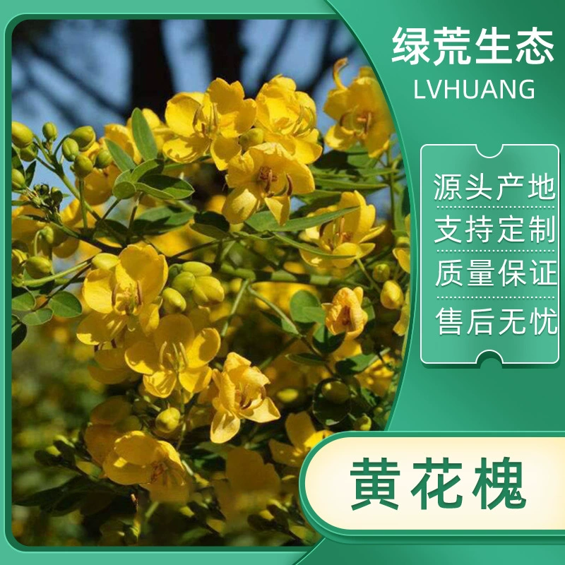 Семена травы для озеленения склонов, защита от эрозии, желтый цветок (Sophora japonica), семена для восстановления растительности на шахтах, всесезонный зеленый газон, защита склонов