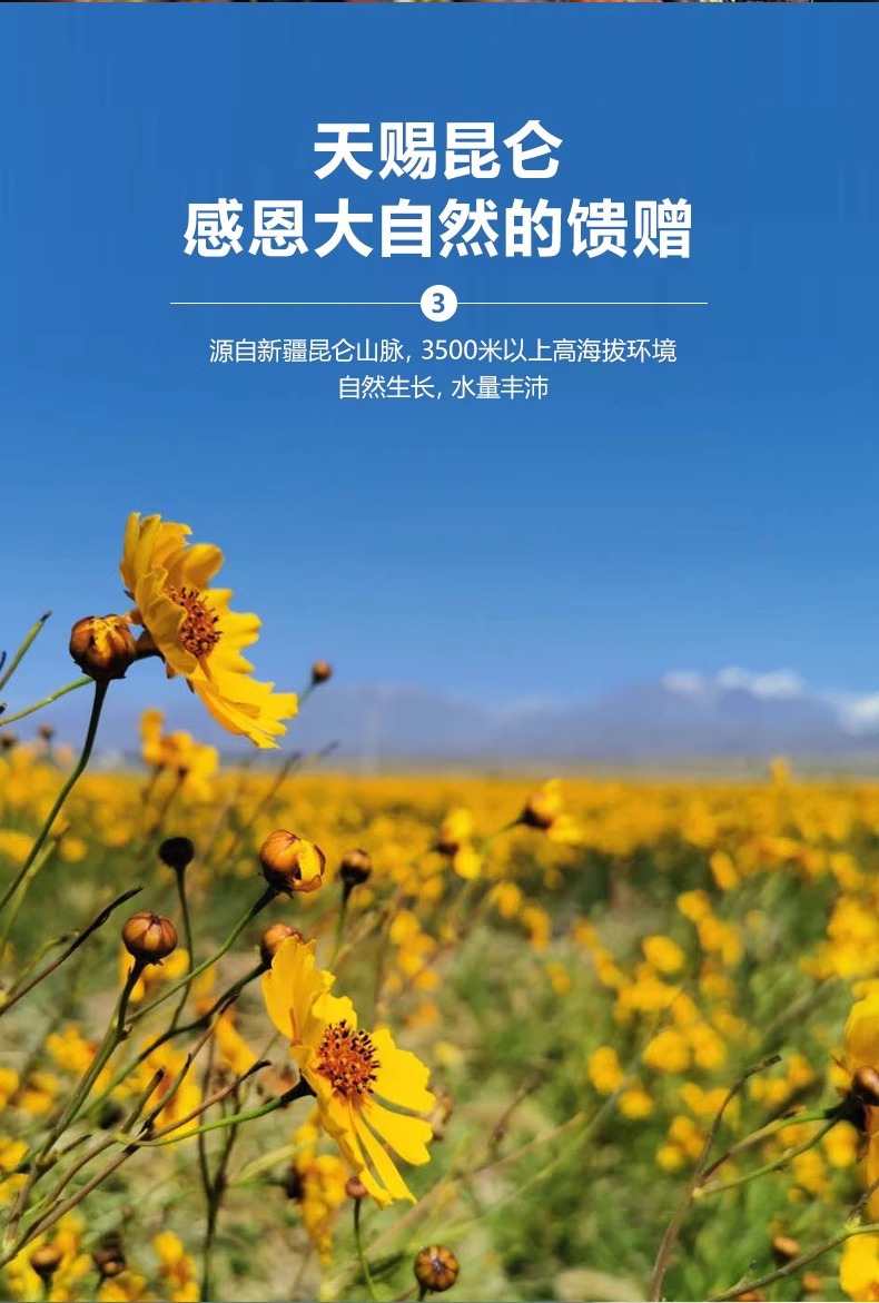 Snow Chrysanthemum Xue Tai Ju Herbal Tea 200g Can Dried Kunlun Snow Chrysanthemum Flowers for Daily Brewing specifications
