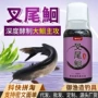 拉丁钓鱼开口胡子鲶叉尾鮰