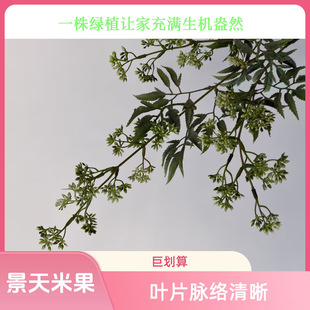 ��cܛ�b�b� �Gɫϵ �����׹� ����Gֲ �Ӽ��bzӰ�ٻ����컨