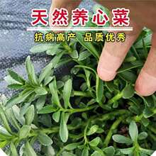 �B�Ĳ˷N�Ӿ��Ĳ��Ѹ��}�˾��������M��Ұ���ļ��߲˷N�������̨