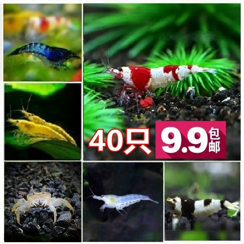 Инструмент для очистки аквариума от водорослей, набор для декоративных креветок, аквариум для пресной воды, мини-креветки, разноцветные креветки