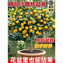 ɰ���٘������ڼ޽�ɳ�ǽ۟o�����ӹ��������������ϱ�ͥԺ�Nֲ