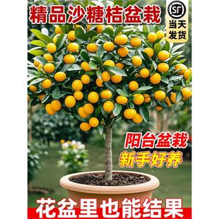ɰ���٘������ڼ޽�ɳ�ǽ۟o�����ӹ��������������ϱ�ͥԺ�Nֲ