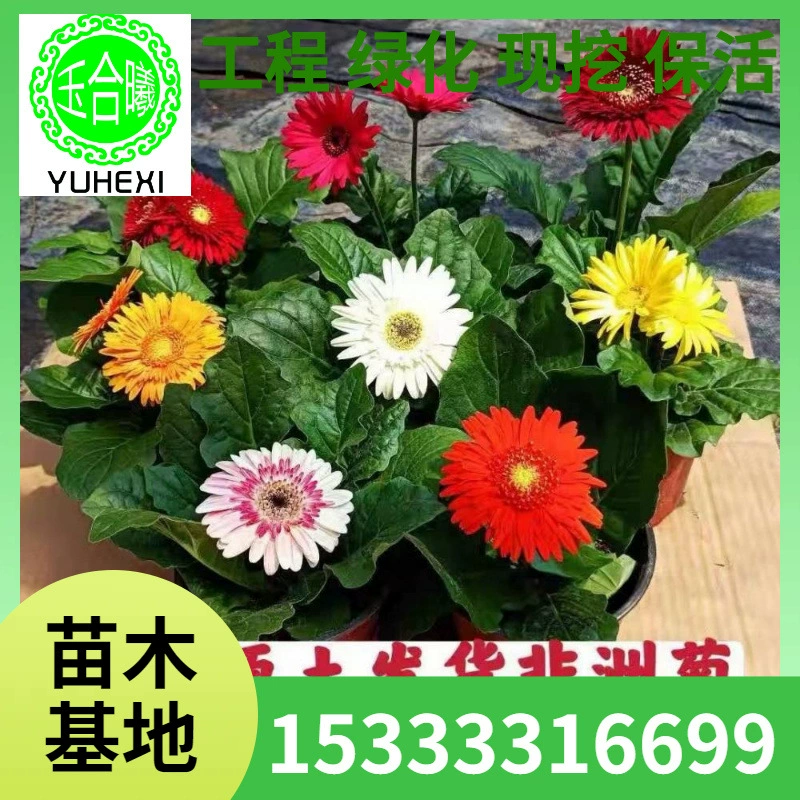 Гербера в горшке с бутонами, Гербера в горшке, горшечное растение для офиса на балконе, легко живет и цветет в любое время года.
