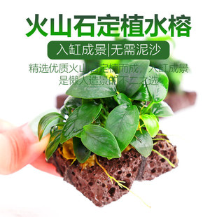 ��Ʒ��ɽʯ��ֲ�����Сˮ��DIY��ˮ�~���쾰���ˮ���ˮ�ݻ��w