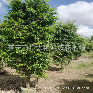 �V�|�Ռ��G������紹�~�Ŵ���С��������������ֲ�糣�G��ľ��