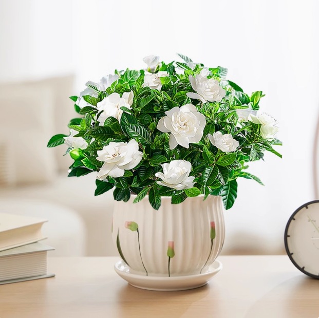 【새싹 있음】부티크 100#치자나무(Q1 연잎 세라믹 화분) + 영양액