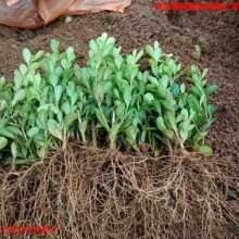 С�~�S��������S�����S�����S��Ǥ�������ֱ���S���lì�����B�N