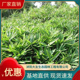 Wholesale Bamboo Flower Broad-Leaf Large-Leaf Bamboo Sijiqing Garden Landscape Specifications Full Spot Base Direct Sales