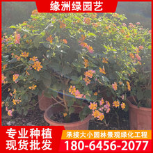 马缨丹 马缨丹品牌 图片 价格 马缨丹批发 阿里巴巴