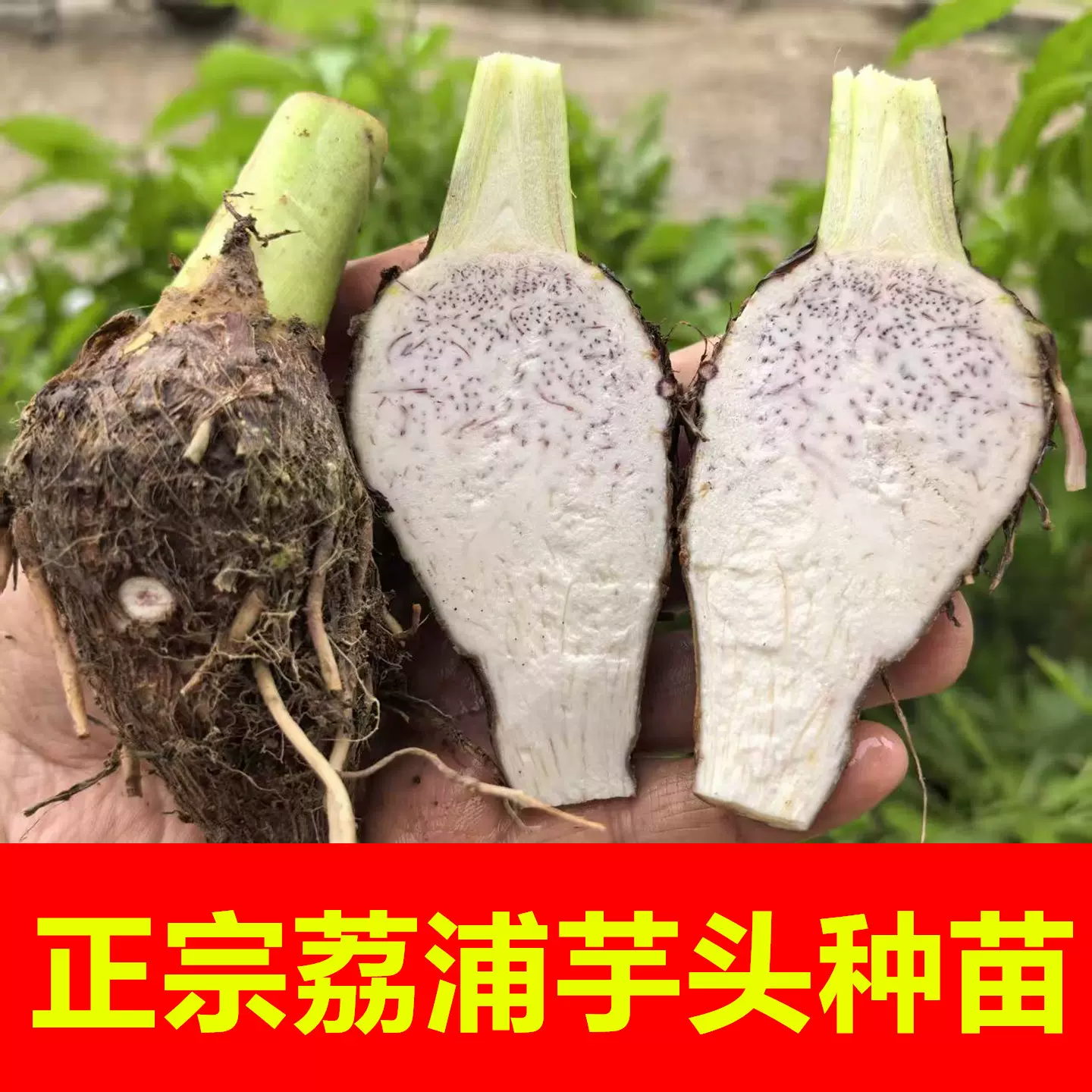 正宗广西荔浦芋头种苗新鲜栽培种植苗紫藤香芋种子农作物蔬菜苗