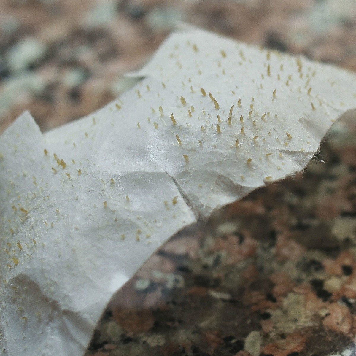 Mascarilla nasal despegable para puntos negros, limpieza de poros directa de fábrica