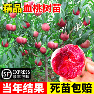 Blood Peach Tree Seedlings Grafted with Extra Large Peach Trees Planted in the South and North, Fruit Tree Seedlings Planted in the Courtyard and Bear Fruit in the Same Year